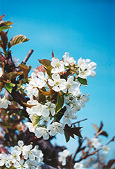 Bing Cherry (Prunus avium 'Bing') at Glasshouse Nursery