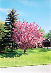 Hopa Flowering Crab (Malus 'Hopa') at Glasshouse Nursery