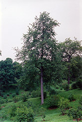 Black Cherry (Prunus serotina) at Glasshouse Nursery