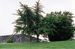 Weeping Ginkgo (Ginkgo biloba 'Pendula') at Glasshouse Nursery