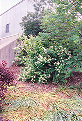 Sweet Mockorange (Philadelphus coronarius) at Glasshouse Nursery