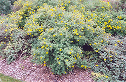 Yellow Gem Potentilla (Potentilla fruticosa 'Yellow Gem') at Glasshouse Nursery