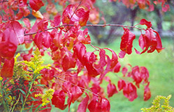 Black Cherry (Prunus serotina) at Glasshouse Nursery