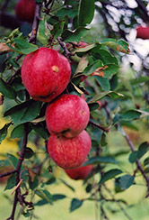 Braeburn Apple (Malus 'Braeburn') at Glasshouse Nursery