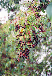 Black Cherry (Prunus serotina) at Glasshouse Nursery