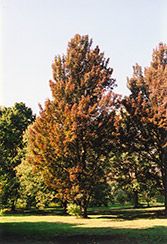 Columnar Red Maple (Acer rubrum 'Columnare') at Glasshouse Nursery