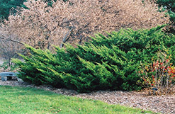 Sea Green Juniper (Juniperus chinensis 'Sea Green') at Glasshouse Nursery