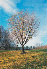 Autumn Gold Ginkgo (Ginkgo biloba 'Autumn Gold') at Glasshouse Nursery