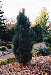 Spaan's Fastigiate Scotch Pine (Pinus sylvestris 'Spaan's Fastigiata') at Glasshouse Nursery