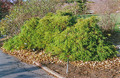 Dwarf Threadleaf Falsecypress (Chamaecyparis pisifera 'Filifera Nana') at Glasshouse Nursery