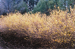 Early Forsythia (Forsythia ovata) at Glasshouse Nursery