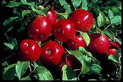 Haralson Apple (Malus 'Haralson') at Glasshouse Nursery
