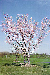 Moongold Apricot (Prunus 'Moongold') at Glasshouse Nursery