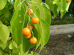 Sweet Tangerine American Bittersweet (Celastrus scandens 'Swtazam') at Glasshouse Nursery