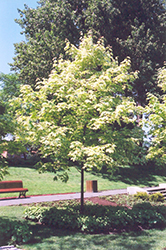 Harlequin Norway Maple (Acer platanoides 'Harlequin') at Glasshouse Nursery