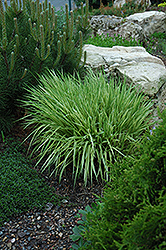 Variegated Moor Grass (Molinia caerulea 'Variegata') at Glasshouse Nursery