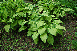 Gold Standard Hosta (Hosta 'Gold Standard') at Glasshouse Nursery