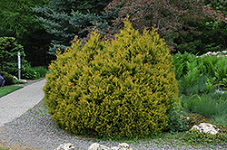 Rheingold Arborvitae (Thuja occidentalis 'Rheingold') at Glasshouse Nursery