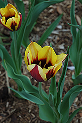 Gavota Tulip (Tulipa 'Gavota') at Glasshouse Nursery