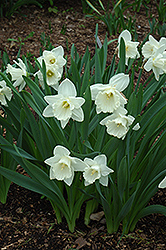 Mount Hood Daffodil (Narcissus 'Mount Hood') at Glasshouse Nursery