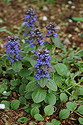 Caitlin's Giant Bugleweed (Ajuga reptans 'Caitlin's Giant') at Glasshouse Nursery