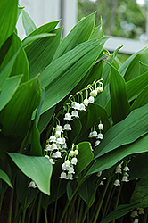 Lily-Of-The-Valley (Convallaria majalis) at Glasshouse Nursery