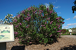 Sensation Lilac (Syringa vulgaris 'Sensation') at Glasshouse Nursery