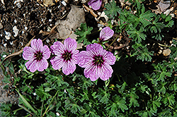Ballerina Cranesbill (Geranium cinereum 'Ballerina') at Glasshouse Nursery