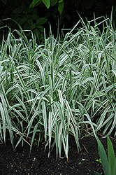 Variegated Ribbon Grass (Phalaris arundinacea 'Picta') at Glasshouse Nursery