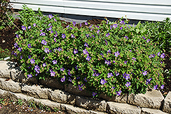 Johnson's Blue Cranesbill (Geranium 'Johnson's Blue') at Glasshouse Nursery