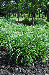 Moor Grass (Molinia caerulea) at Glasshouse Nursery