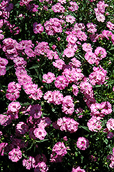 Blue Hills Pinks (Dianthus 'Blue Hills') at Glasshouse Nursery