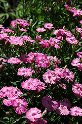 Blue Hills Pinks (Dianthus 'Blue Hills') at Glasshouse Nursery