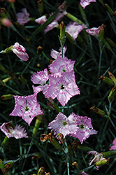 Cheddar Pinks (Dianthus gratianopolitanus) at Glasshouse Nursery