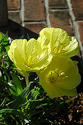 Ozark Sundrops (Oenothera macrocarpa) at Glasshouse Nursery