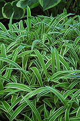 Variegated Broadleaf Sedge (Carex siderosticha 'Variegata') at Glasshouse Nursery
