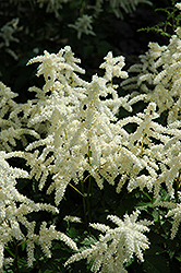Bridal Veil Astilbe (Astilbe x arendsii 'Bridal Veil') at Glasshouse Nursery