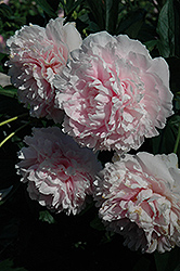 Sarah Bernhardt Peony (Paeonia 'Sarah Bernhardt') at Glasshouse Nursery