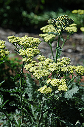 Anthea Yarrow (Achillea 'Anthea') at Glasshouse Nursery