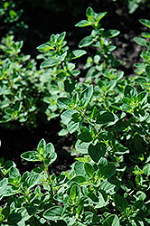 Oregano (Origanum vulgare) at Glasshouse Nursery