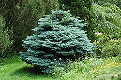 Globe Blue Spruce (Picea pungens 'Globosa') at Glasshouse Nursery