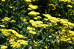 Moonshine Yarrow (Achillea 'Moonshine') at Glasshouse Nursery