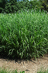 Silver Feather Maiden Grass (Miscanthus sinensis 'Silver Feather') at Glasshouse Nursery