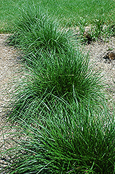 Tufted Hair Grass (Deschampsia cespitosa) at Glasshouse Nursery