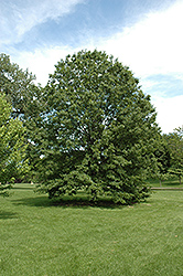 Northern Pin Oak (Quercus ellipsoidalis) at Glasshouse Nursery