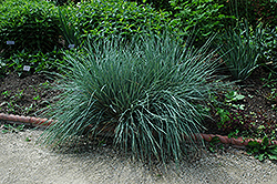 Blue Oat Grass (Helictotrichon sempervirens) at Glasshouse Nursery