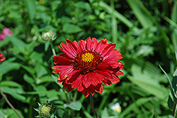 Burgundy Blanket Flower (Gaillardia x grandiflora 'Burgundy') at Glasshouse Nursery