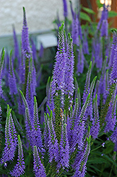 Sunny Border Blue Speedwell (Veronica 'Sunny Border Blue') at Glasshouse Nursery
