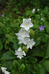White Peachleaf Bellflower (Campanula persicifolia 'Alba') at Glasshouse Nursery