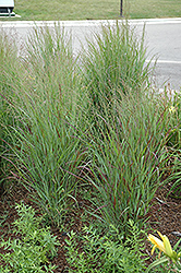 Shenandoah Reed Switch Grass (Panicum virgatum 'Shenandoah') at Glasshouse Nursery